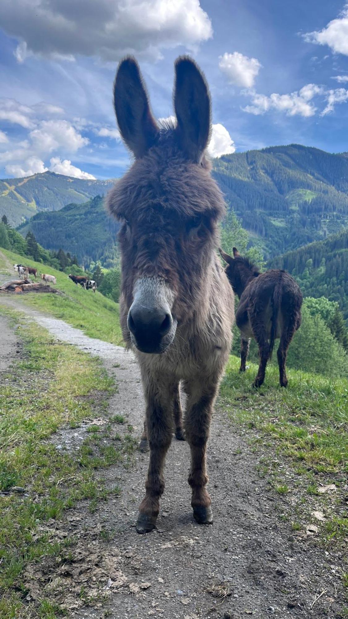 Landhaus Oberzinnegg Saalbach-Hinterglemm Zewnętrze zdjęcie